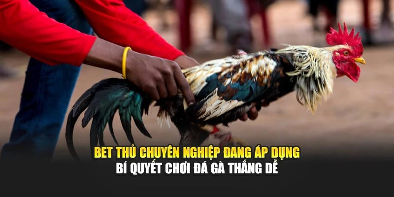 Bet thủ chuyên nghiệp đang áp dụng bí quyết chơi đá gà thắng dễ