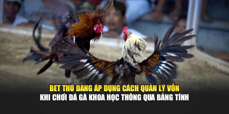 Bet thủ đang áp dụng cách quản lý vốn khi chơi đá gà khoa học thông qua bảng tính
