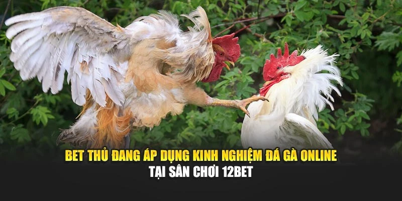 Bet thủ đang áp dụng kinh nghiệm đá gà online tại sân chơi 12bet