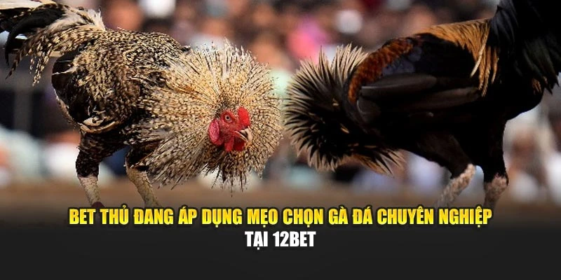 Bet thủ đang áp dụng mẹo chọn gà đá chuyên nghiệp tại 12bet