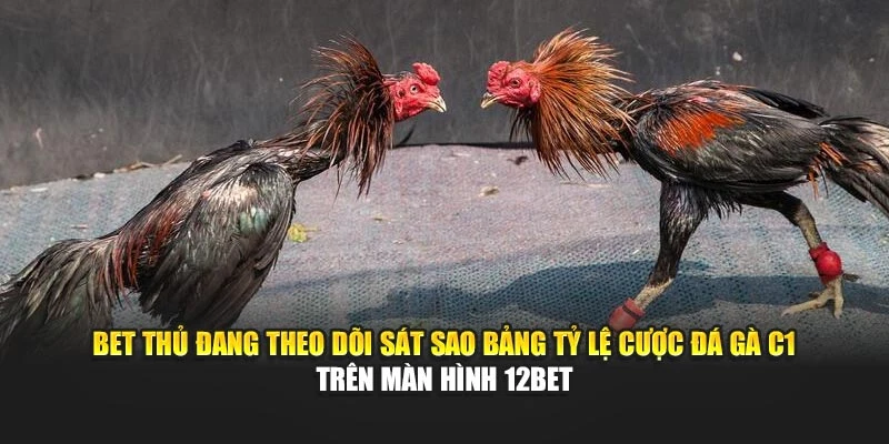 Bet thủ đang theo dõi sát sao bảng tỷ lệ cược đá gà C1 trên màn hình 12bet