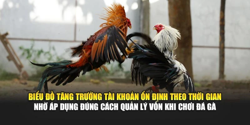 Biểu đồ tăng trưởng tài khoản ổn định theo thời gian nhờ áp dụng đúng cách quản lý vốn khi chơi đá gà