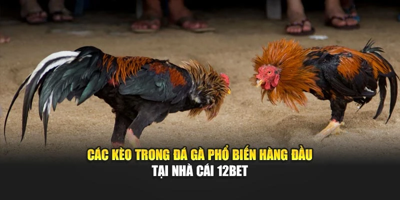 Các Kèo Trong Đá Gà Phổ Biến Hàng Đầu Tại Nhà Cái 12bet