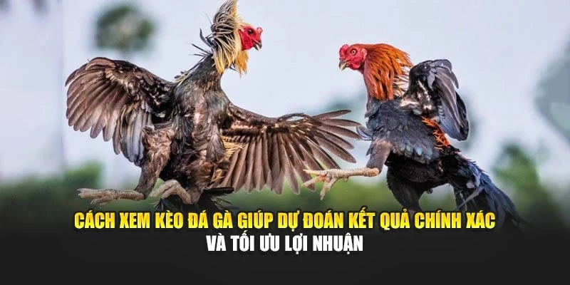 Cách xem kèo đá gà giúp dự đoán kết quả chính xác và tối ưu lợi nhuận