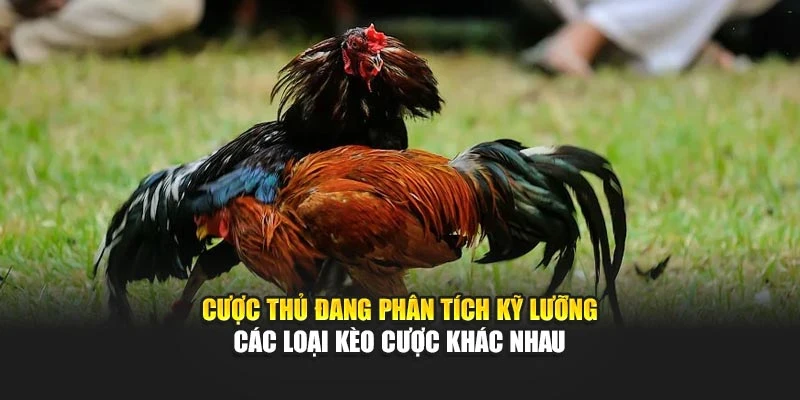 Cược thủ đang phân tích kỹ lưỡng các loại kèo cược khác nhau
