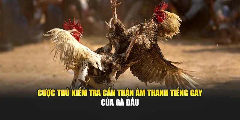 Cược thủ kiểm tra cẩn thận âm thanh tiếng gáy của gà đấu