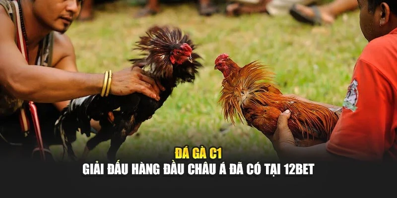 Đá Gà C1 - Giải Đấu Hàng Đầu Châu Á Đã Có Tại 12bet