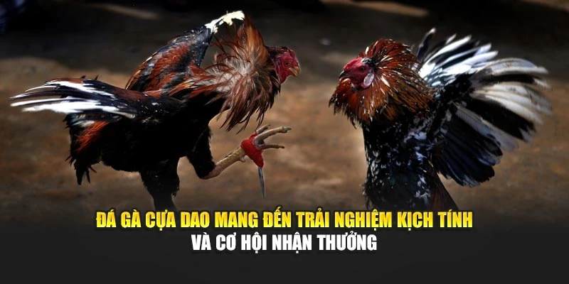 Đá gà cựa dao mang đến trải nghiệm kịch tính và cơ hội nhận thưởng