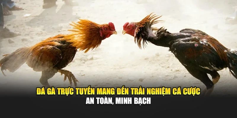 Đá gà trực tuyến mang đến trải nghiệm cá cược an toàn, minh bạch