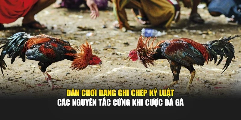 Dân chơi đang ghi chép kỷ luật các nguyên tắc cứng khi cược đá gà