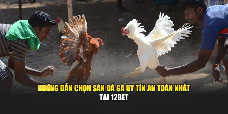 Hướng Dẫn Chọn Sàn Đá Gà Uy Tín An Toàn Nhất Tại 12bet