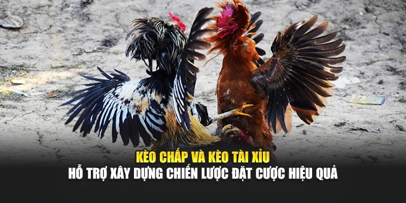 Kèo chấp và tài xỉu hỗ trợ xây dựng chiến lược đặt cược hiệu quả