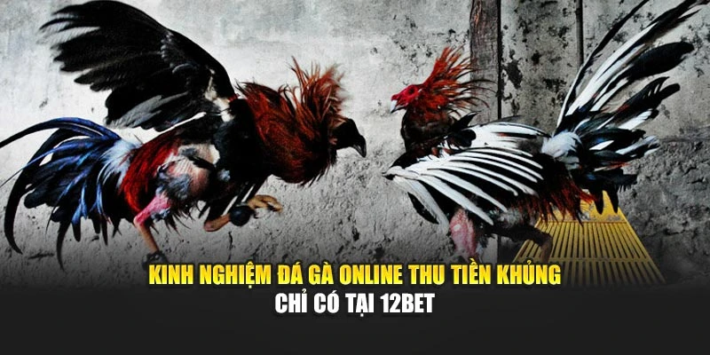 Kinh Nghiệm Đá Gà Online Thu Tiền Khủng Chỉ Có Tại 12bet