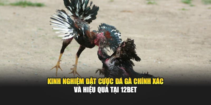 Kinh nghiệm đặt cược đá gà chính xác, hiệu quả tại 12BET