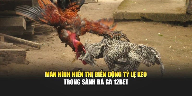 Màn hình hiển thị biến động tỷ lệ kèo trong sảnh đá gà 12bet