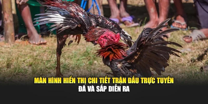 Bảng chấm điểm tiêu chuẩn cho từng loại gà chiến