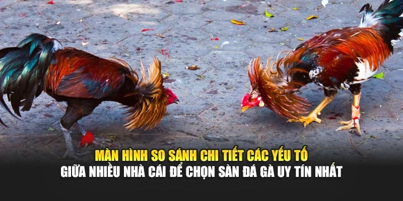 Màn hình so sánh chi tiết các yếu tố giữa nhiều nhà cái để chọn sàn đá gà uy tín nhất