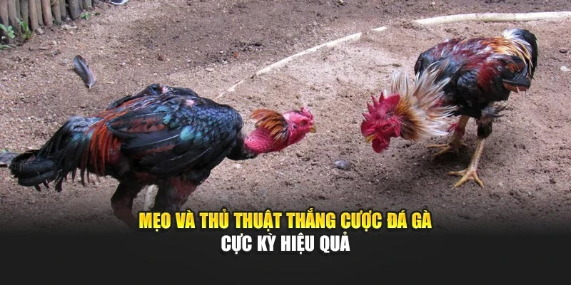 Mẹo, thủ thuật thắng cược đá gà cực kỳ hiệu quả