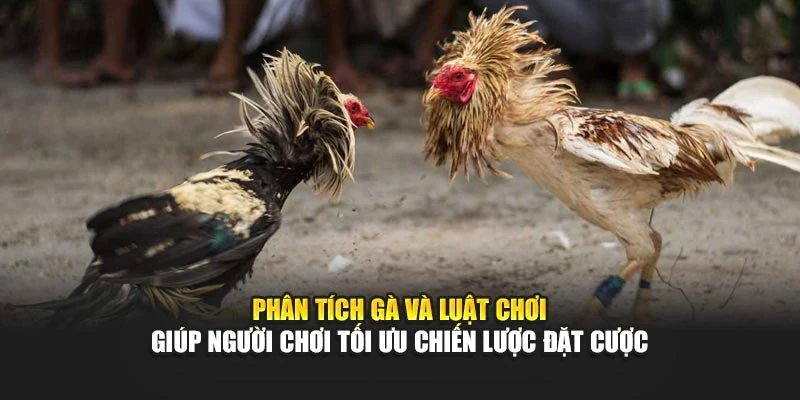 Phân tích gà và luật chơi giúp người chơi tối ưu chiến lược đặt cược