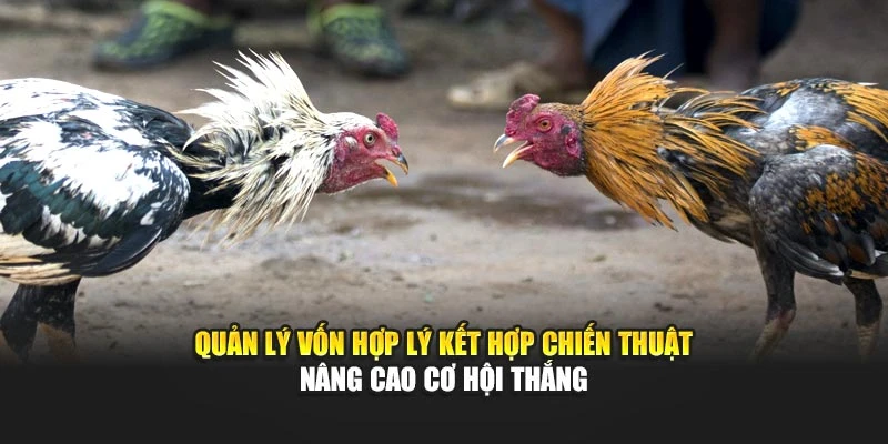Quản lý vốn hợp lý kết hợp chiến thuật nâng cao cơ hội thắng