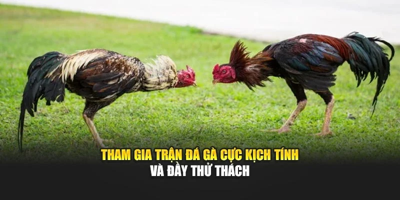 Tham gia trận đá gà cực kịch tính, đầy thử thách