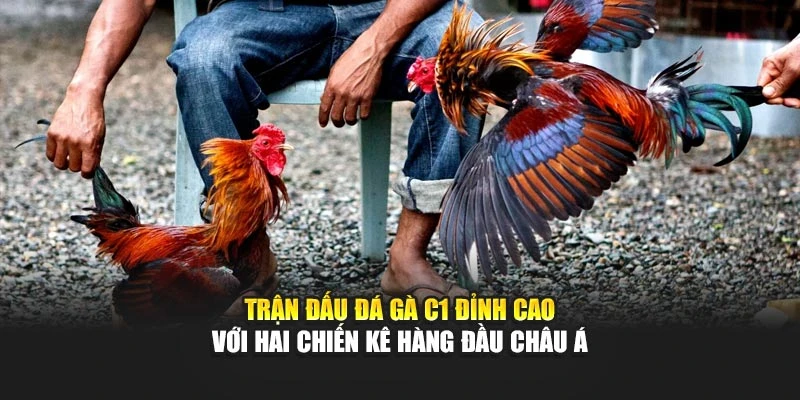 Trận đấu đá gà C1 đỉnh cao với hai chiến kê hàng đầu Châu Á