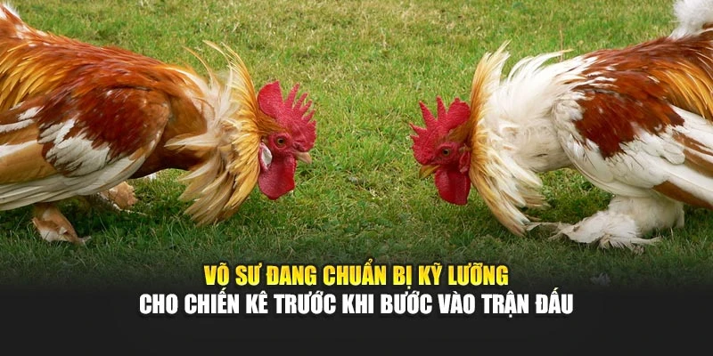 Võ sư đang chuẩn bị kỹ lưỡng cho chiến kê trước khi bước vào trận đấu